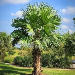 Online Hørpalme - Sæt med 4 - Trachycarpus Fortunei - Højde 35-45cm - ⌀15cm Krukkeplanter Indendørs