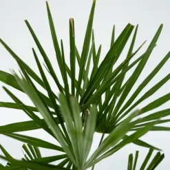 Online Hørpalme - Sæt med 4 - Trachycarpus Fortunei - Højde 35-45cm - ⌀15cm Krukkeplanter Indendørs