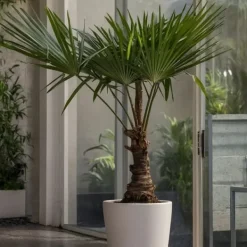 Træ^Hørpalme - Sæt med 2 - Trachycarpus Fortunei - Højde 65-75cm - ⌀21cm