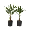 Træ^Hørpalme - Sæt med 2 - Trachycarpus Fortunei - Højde 35-45cm - ⌀15cm