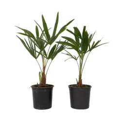 Træ^Hørpalme - Sæt med 2 - Trachycarpus Fortunei - Højde 35-45cm - ⌀15cm