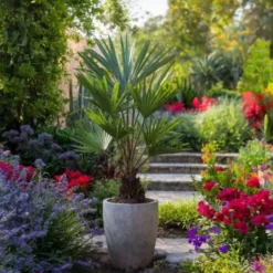 Træ^Hørpalme - Sæt med 2 - Trachycarpus Fortunei - Højde 35-45cm - ⌀15cm