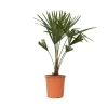 Clearance Hørpalme - Trachycarpus Fortunei - Højde 65-75cm - ⌀21cm Krukkeplanter Indendørs
