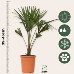 Clearance Hørpalme - Trachycarpus Fortunei - Højde 65-75cm - ⌀21cm Krukkeplanter Indendørs
