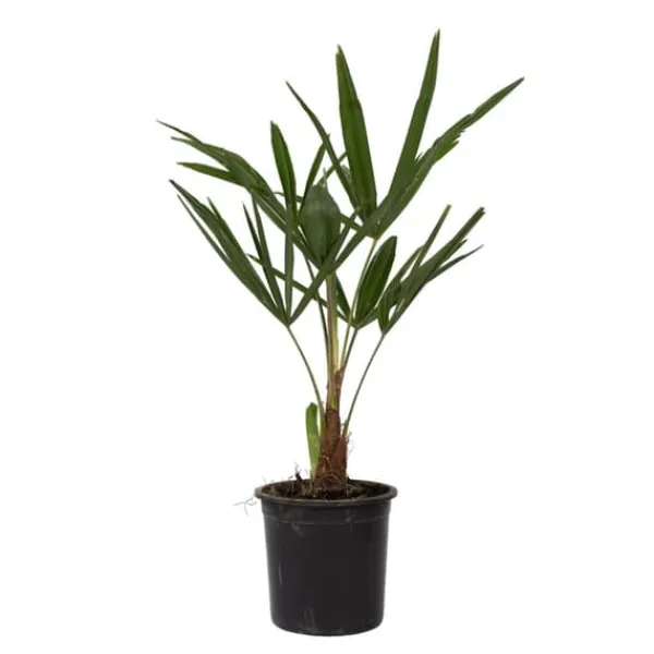 Haveplanter^Hørpalme - Trachycarpus Fortunei - Højde 35-45cm - ⌀15cm