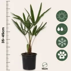 Haveplanter^Hørpalme - Trachycarpus Fortunei - Højde 35-45cm - ⌀15cm