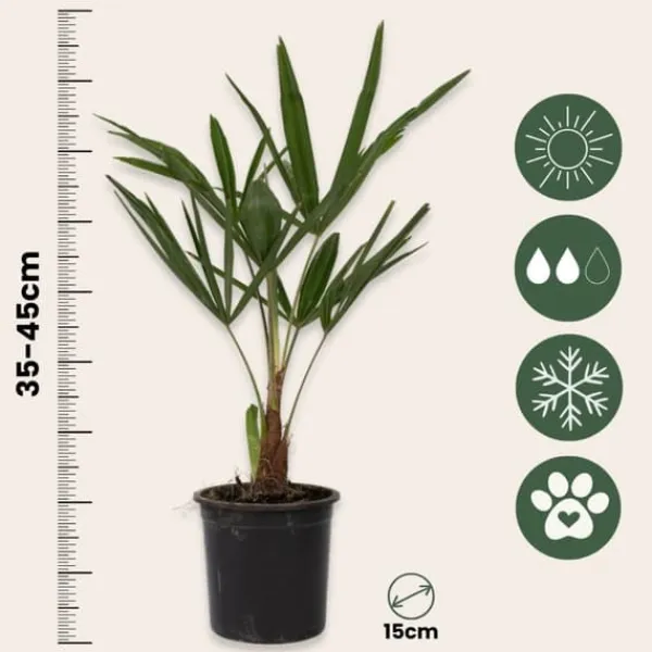 Haveplanter^Hørpalme - Trachycarpus Fortunei - Højde 35-45cm - ⌀15cm
