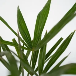 Haveplanter^Hørpalme - Trachycarpus Fortunei - Højde 35-45cm - ⌀15cm