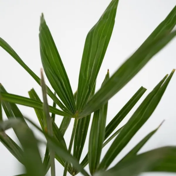 Haveplanter^Hørpalme - Trachycarpus Fortunei - Højde 35-45cm - ⌀15cm