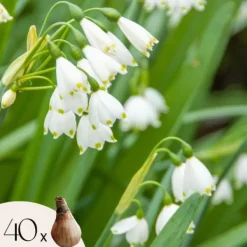 Frø^Hvidblomme løg - Sæt med 40 - Leucojum aestivium - Blomsterløg - Hvid
