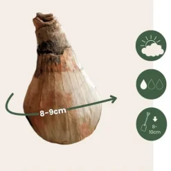 Frø^Hvidblomme løg - Sæt med 40 - Leucojum aestivium - Blomsterløg - Hvid