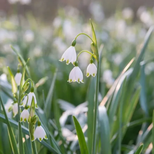 Frø^Hvidblomme løg - Sæt med 40 - Leucojum aestivium - Blomsterløg - Hvid