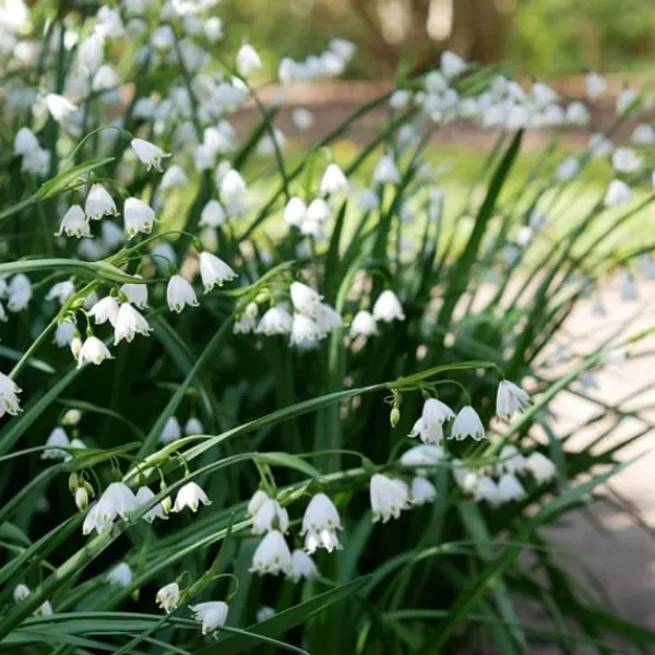 Frø^Hvidblomme løg - Sæt med 40 - Leucojum aestivium - Blomsterløg - Hvid