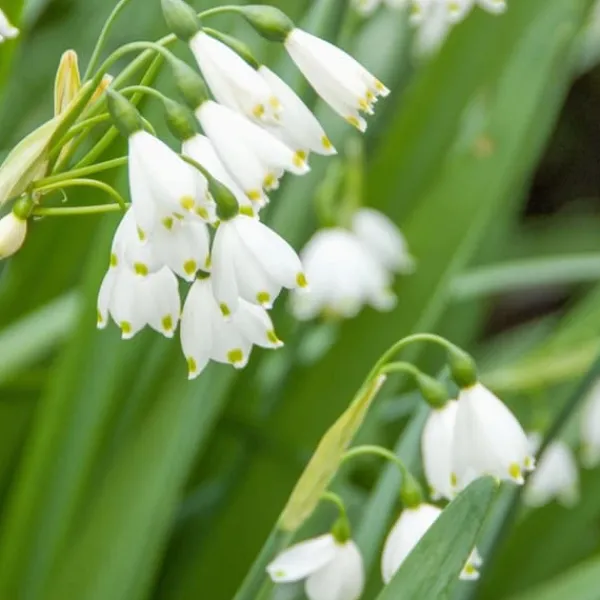Frø^Hvidblomme løg - Sæt med 40 - Leucojum aestivium - Blomsterløg - Hvid
