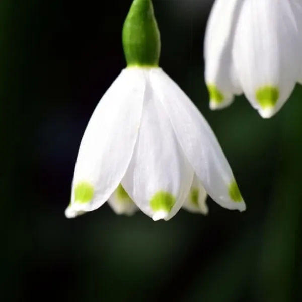Frø^Hvidblomme løg - Sæt med 40 - Leucojum aestivium - Blomsterløg - Hvid