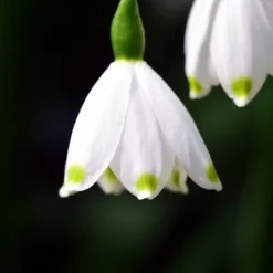New Hvidblomme løg - Sæt med 20 - Leucojum aestivium - Blomsterløg - Hvid Frø