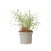 Clearance Hvidbroget elefantgræs - Miscanthus sinensis 'Red Chief' - Højde 40-60cm - ⌀23cm Krukkeplanter Indendørs