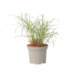 Clearance Hvidbroget elefantgræs - Miscanthus sinensis 'Red Chief' - Højde 40-60cm - ⌀23cm Krukkeplanter Indendørs