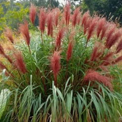 Clearance Hvidbroget elefantgræs - Miscanthus sinensis 'Red Chief' - Højde 40-60cm - ⌀23cm Krukkeplanter Indendørs
