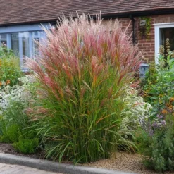 Clearance Hvidbroget elefantgræs - Miscanthus sinensis 'Red Chief' - Højde 40-60cm - ⌀23cm Krukkeplanter Indendørs