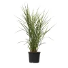 Haveplanter^Hvidbroget elefantgræs - Miscanthus sinensis 'Zebrinus' - Højde 20-30cm - ⌀23cm