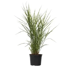Haveplanter^Hvidbroget elefantgræs - Miscanthus sinensis 'Zebrinus' - Højde 20-30cm - ⌀23cm