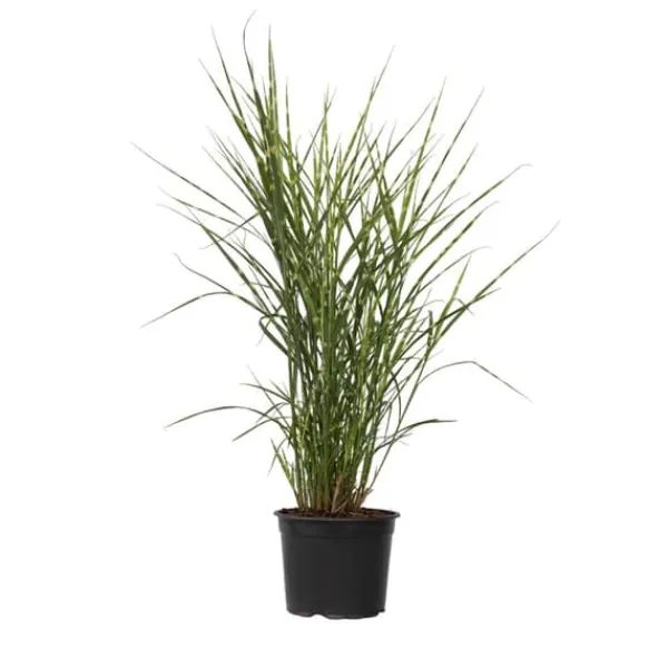 Haveplanter^Hvidbroget elefantgræs - Miscanthus sinensis 'Zebrinus' - Højde 20-30cm - ⌀23cm