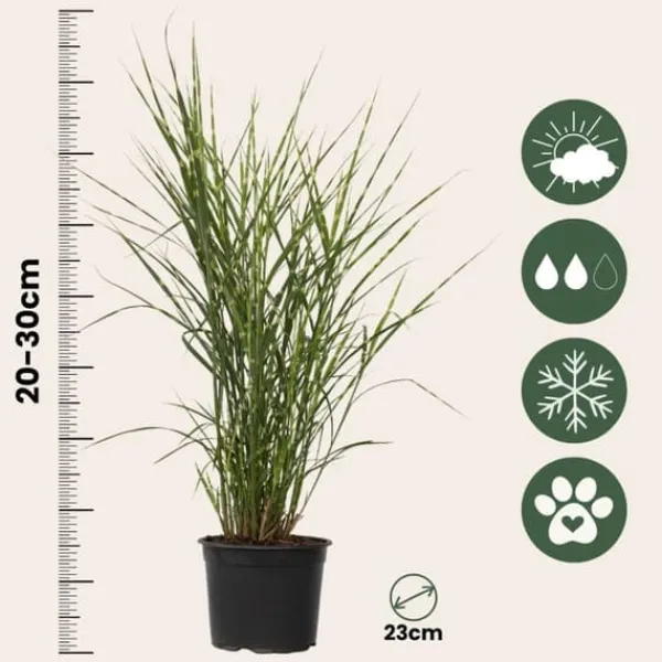 Haveplanter^Hvidbroget elefantgræs - Miscanthus sinensis 'Zebrinus' - Højde 20-30cm - ⌀23cm