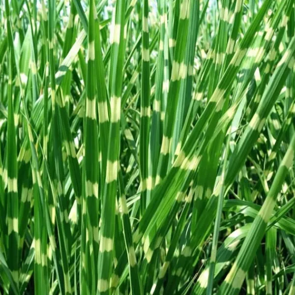 Haveplanter^Hvidbroget elefantgræs - Miscanthus sinensis 'Zebrinus' - Højde 20-30cm - ⌀23cm