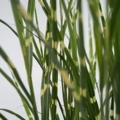 Haveplanter^Hvidbroget elefantgræs - Miscanthus sinensis 'Zebrinus' - Højde 20-30cm - ⌀23cm