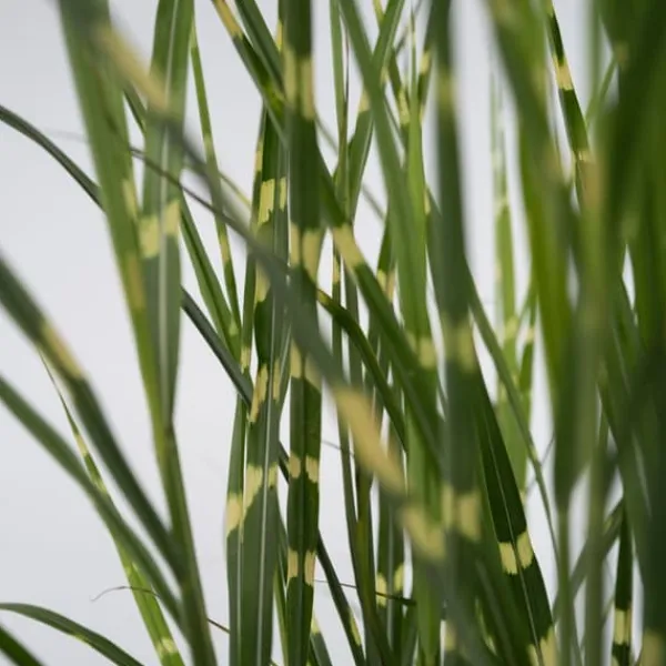 Haveplanter^Hvidbroget elefantgræs - Miscanthus sinensis 'Zebrinus' - Højde 20-30cm - ⌀23cm