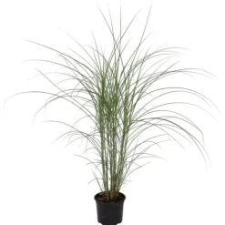 Sale Hvidbroget elefantgræs - Miscanthus 'Kleine Silberspinne - Højde 20-30cm - ⌀23cm Haveplanter