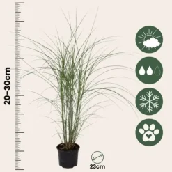 Sale Hvidbroget elefantgræs - Miscanthus 'Kleine Silberspinne - Højde 20-30cm - ⌀23cm Haveplanter