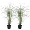Outlet Hvidbroget elefantgræs - Sæt med 2 - Miscanthus - Højde 20-30cm - ⌀23cm Krukkeplanter Indendørs