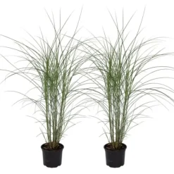 Outlet Hvidbroget elefantgræs - Sæt med 2 - Miscanthus - Højde 20-30cm - ⌀23cm Krukkeplanter Indendørs
