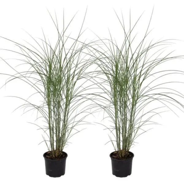 Outlet Hvidbroget elefantgræs - Sæt med 2 - Miscanthus - Højde 20-30cm - ⌀23cm Krukkeplanter Indendørs