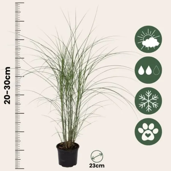 Outlet Hvidbroget elefantgræs - Sæt med 2 - Miscanthus - Højde 20-30cm - ⌀23cm Krukkeplanter Indendørs