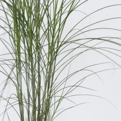 Outlet Hvidbroget elefantgræs - Sæt med 2 - Miscanthus - Højde 20-30cm - ⌀23cm Krukkeplanter Indendørs