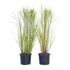 New Hvidbroget elefantgræs - Sæt med 2 - Miscanthus - Højde 40-60cm - ⌀23cm Krukkeplanter Indendørs