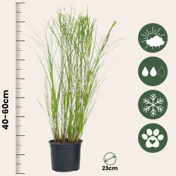 New Hvidbroget elefantgræs - Sæt med 2 - Miscanthus - Højde 40-60cm - ⌀23cm Krukkeplanter Indendørs