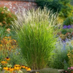 New Hvidbroget elefantgræs - Sæt med 2 - Miscanthus - Højde 40-60cm - ⌀23cm Krukkeplanter Indendørs