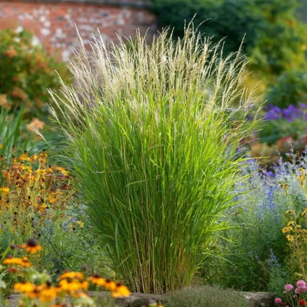 New Hvidbroget elefantgræs - Sæt med 2 - Miscanthus - Højde 40-60cm - ⌀23cm Krukkeplanter Indendørs