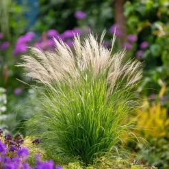 New Hvidbroget elefantgræs - Sæt med 2 - Miscanthus - Højde 40-60cm - ⌀23cm Krukkeplanter Indendørs