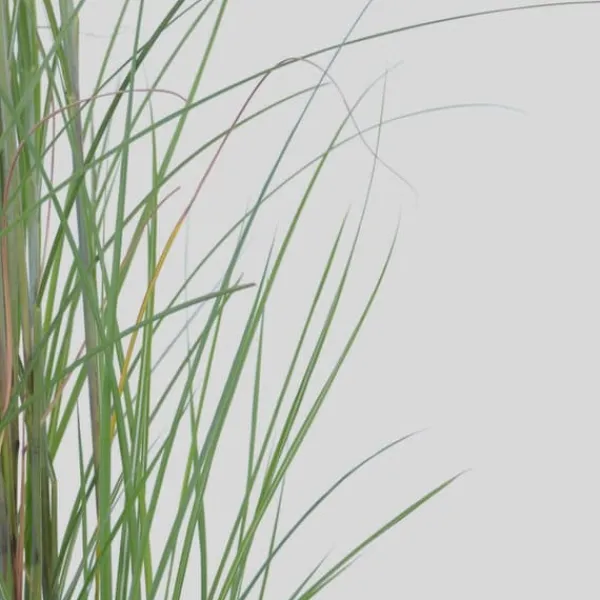 New Hvidbroget elefantgræs - Sæt med 2 - Miscanthus - Højde 40-60cm - ⌀23cm Krukkeplanter Indendørs