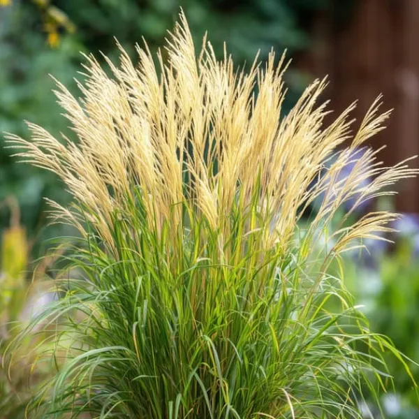 New Hvidbroget elefantgræs - Sæt med 2 - Miscanthus - Højde 40-60cm - ⌀23cm Krukkeplanter Indendørs