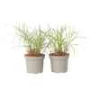 New Hvidbroget elefantgræs - Sæt 2 - Miscanthus 'Red Chief' - Højde 40-60cm - ⌀23cm Krukkeplanter Indendørs