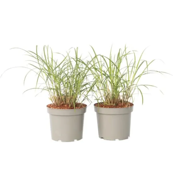 New Hvidbroget elefantgræs - Sæt 2 - Miscanthus 'Red Chief' - Højde 40-60cm - ⌀23cm Krukkeplanter Indendørs