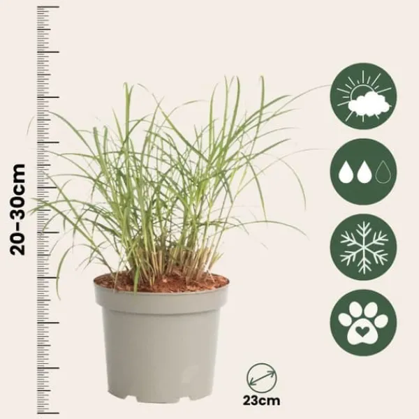 New Hvidbroget elefantgræs - Sæt 2 - Miscanthus 'Red Chief' - Højde 40-60cm - ⌀23cm Krukkeplanter Indendørs