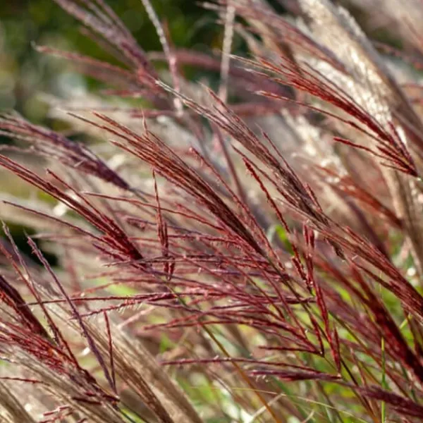 New Hvidbroget elefantgræs - Sæt 2 - Miscanthus 'Red Chief' - Højde 40-60cm - ⌀23cm Krukkeplanter Indendørs