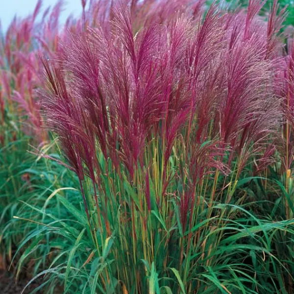 New Hvidbroget elefantgræs - Sæt 2 - Miscanthus 'Red Chief' - Højde 40-60cm - ⌀23cm Krukkeplanter Indendørs